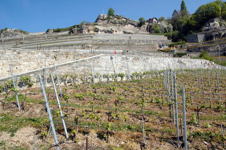april2007/St_Saphorin