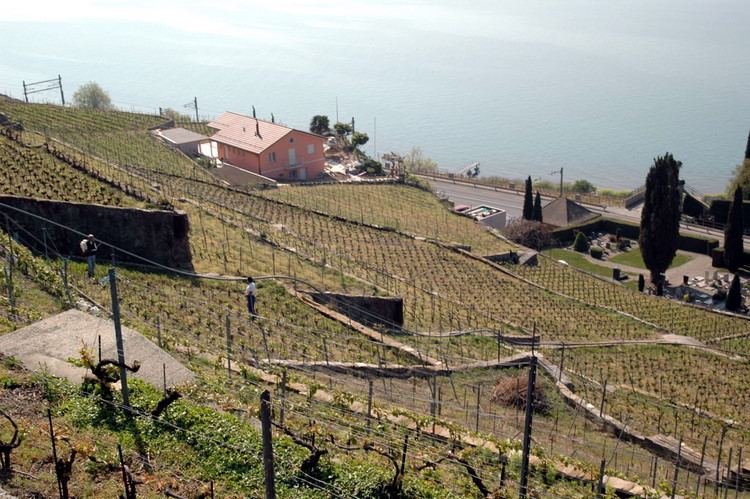 april2007/St_Saphorin