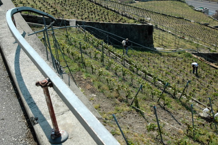 april2007/St_Saphorin