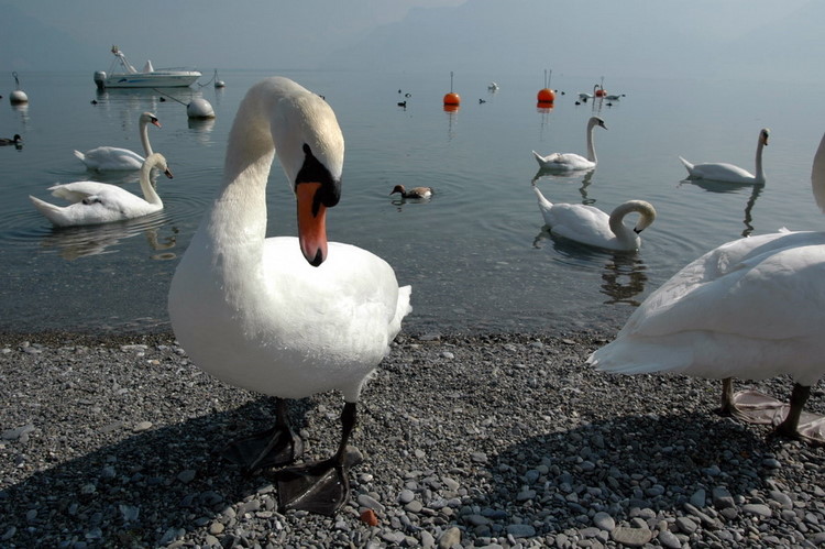 april2007/Vevey_Montreux